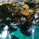 Oceanário de Lisboa : Lisbon Aqarium